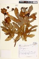 Stigmaphyllon glabrum image