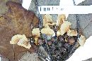 Stigmaphyllon glabrum image