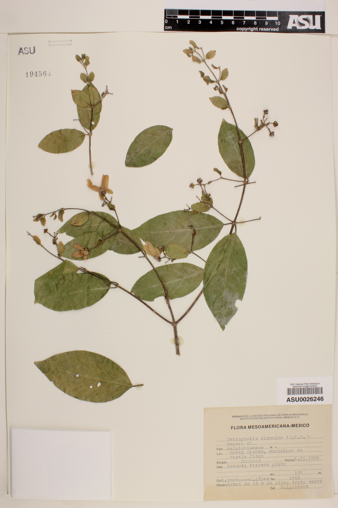 Tetrapteris discolor image