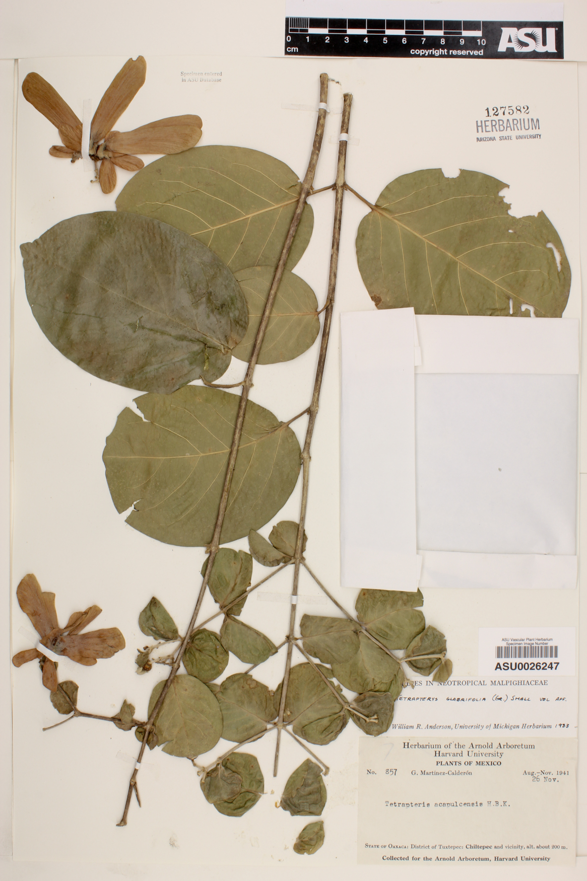 Tetrapteris glabrifolia image