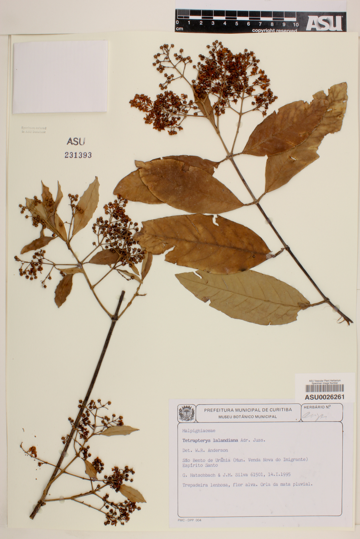 Niedenzuella poeppigiana image