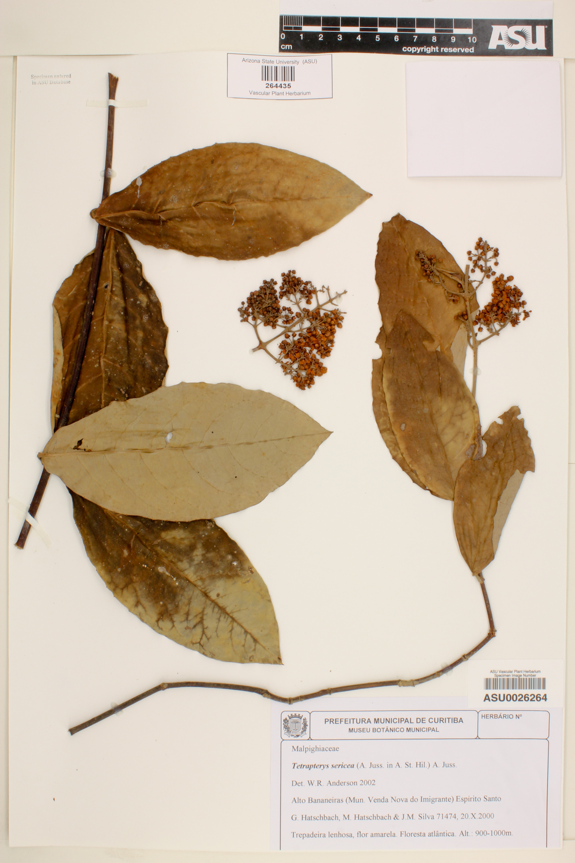Niedenzuella sericea image
