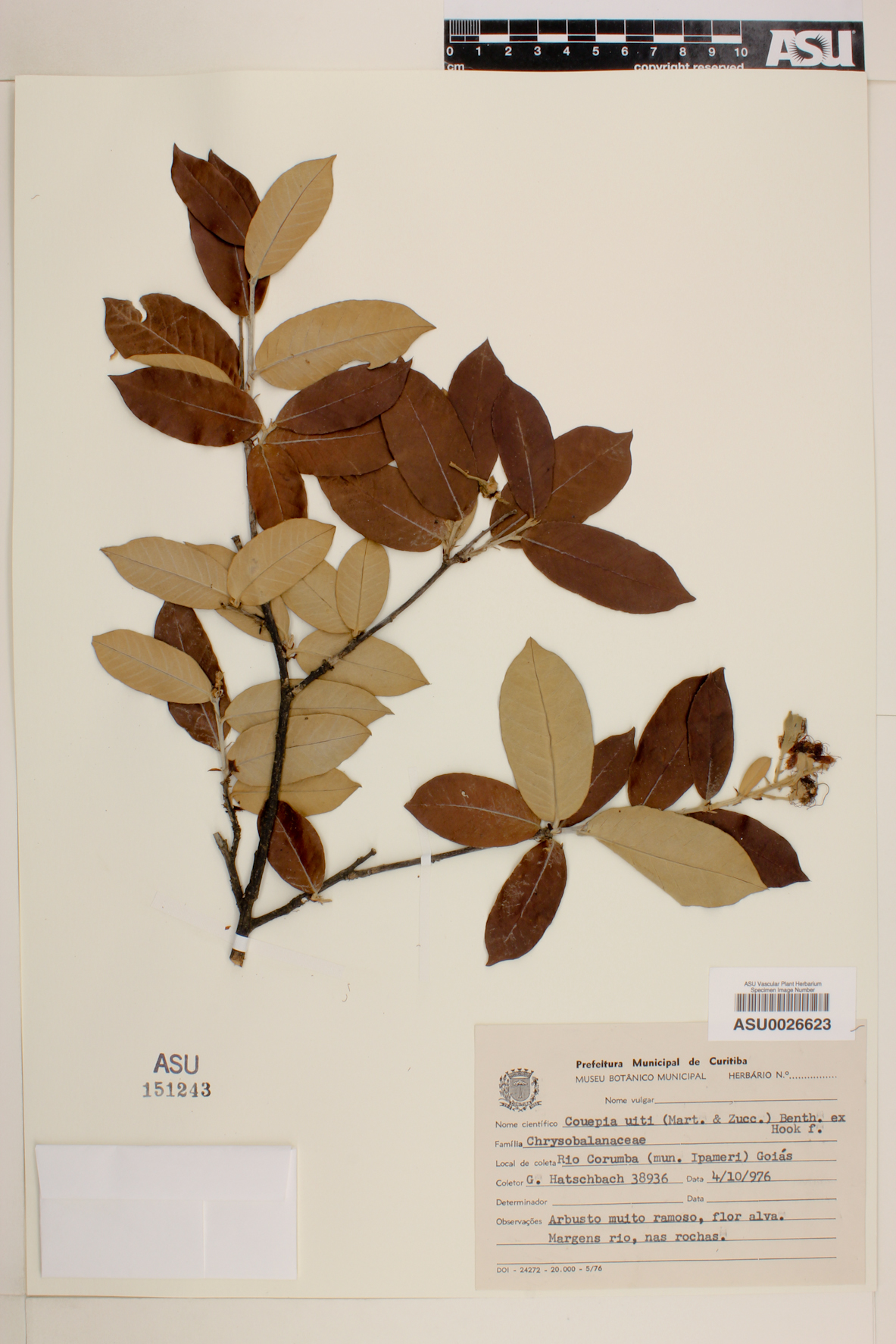 Couepia uiti image