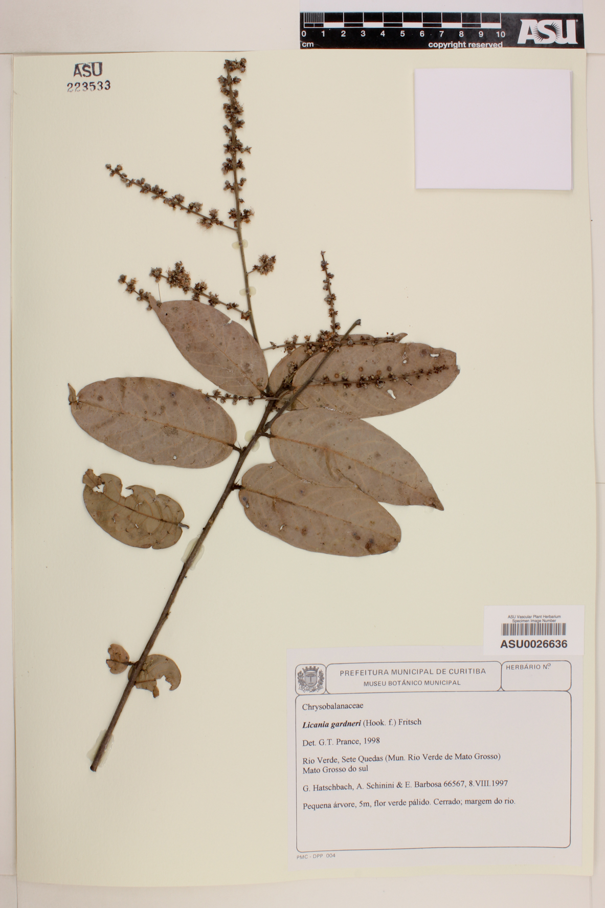 Licania gardneri image
