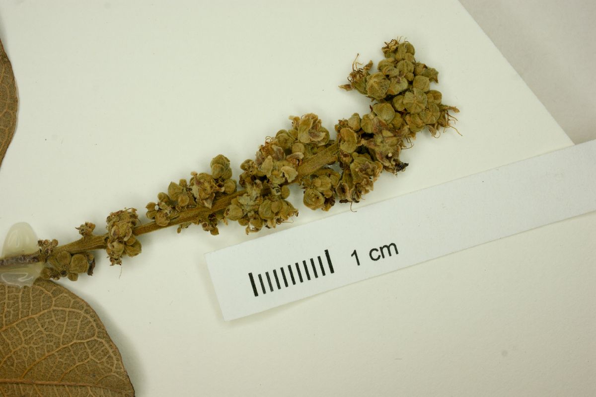 Licania humilis image