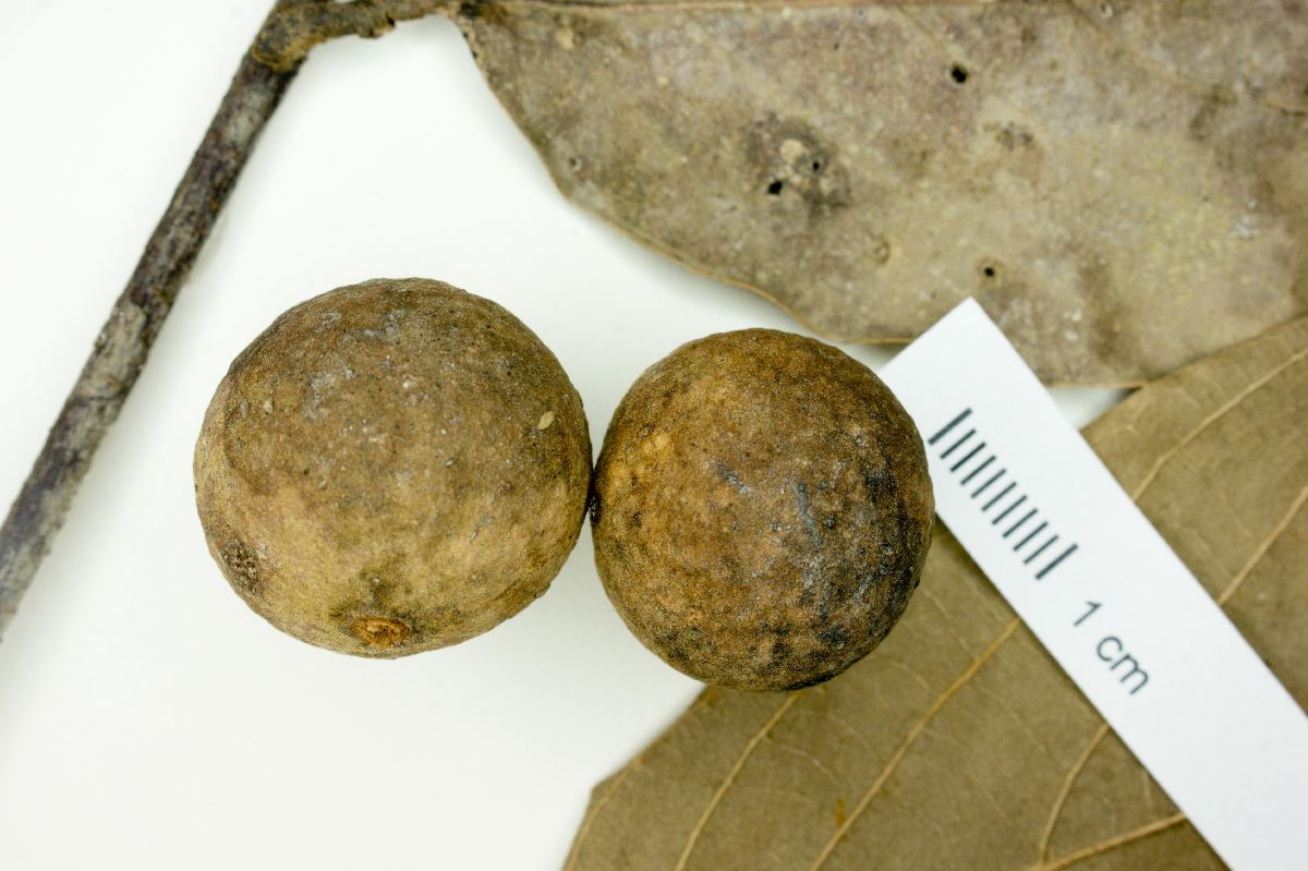 Licania longistyla image