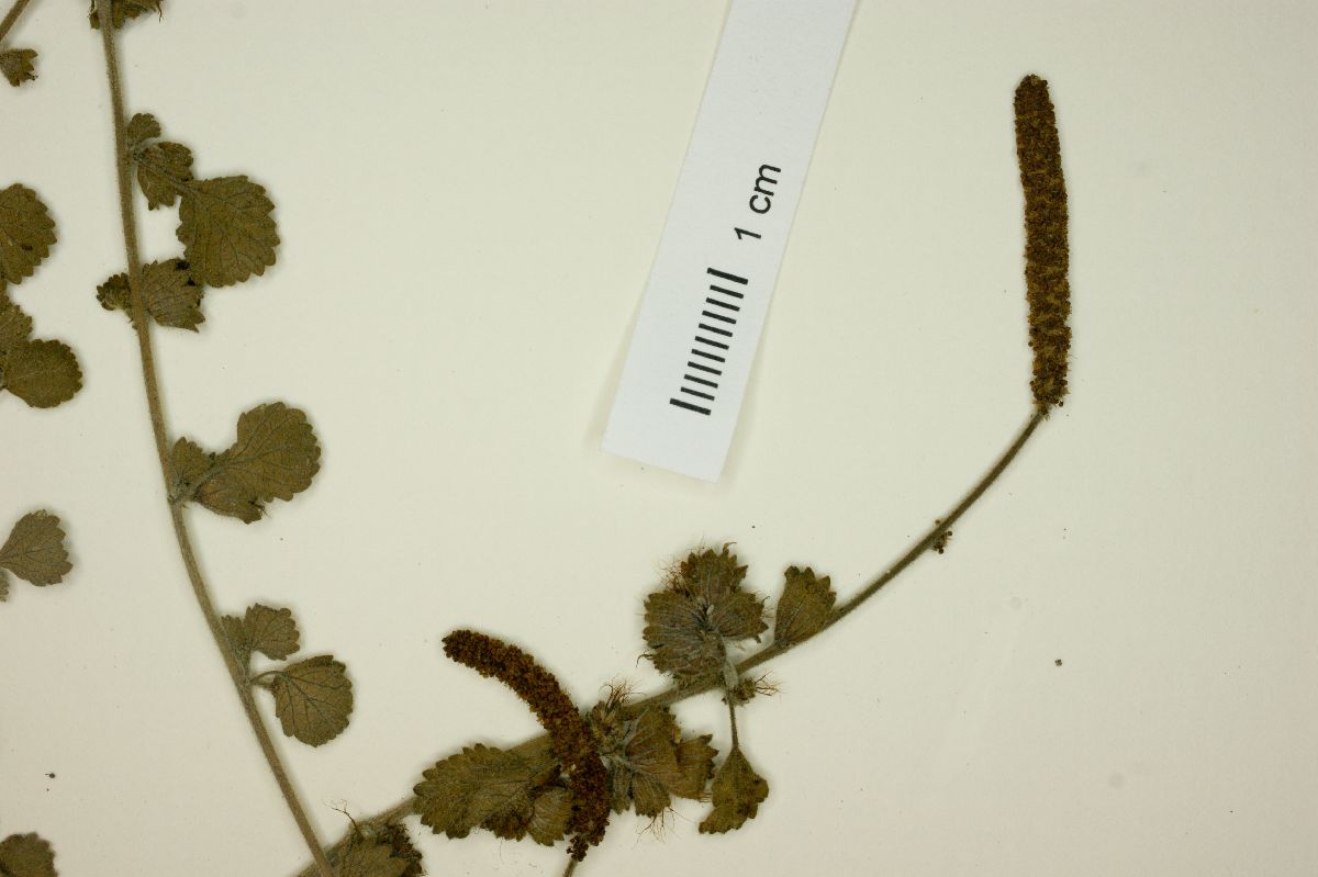 Acalypha anemioides image