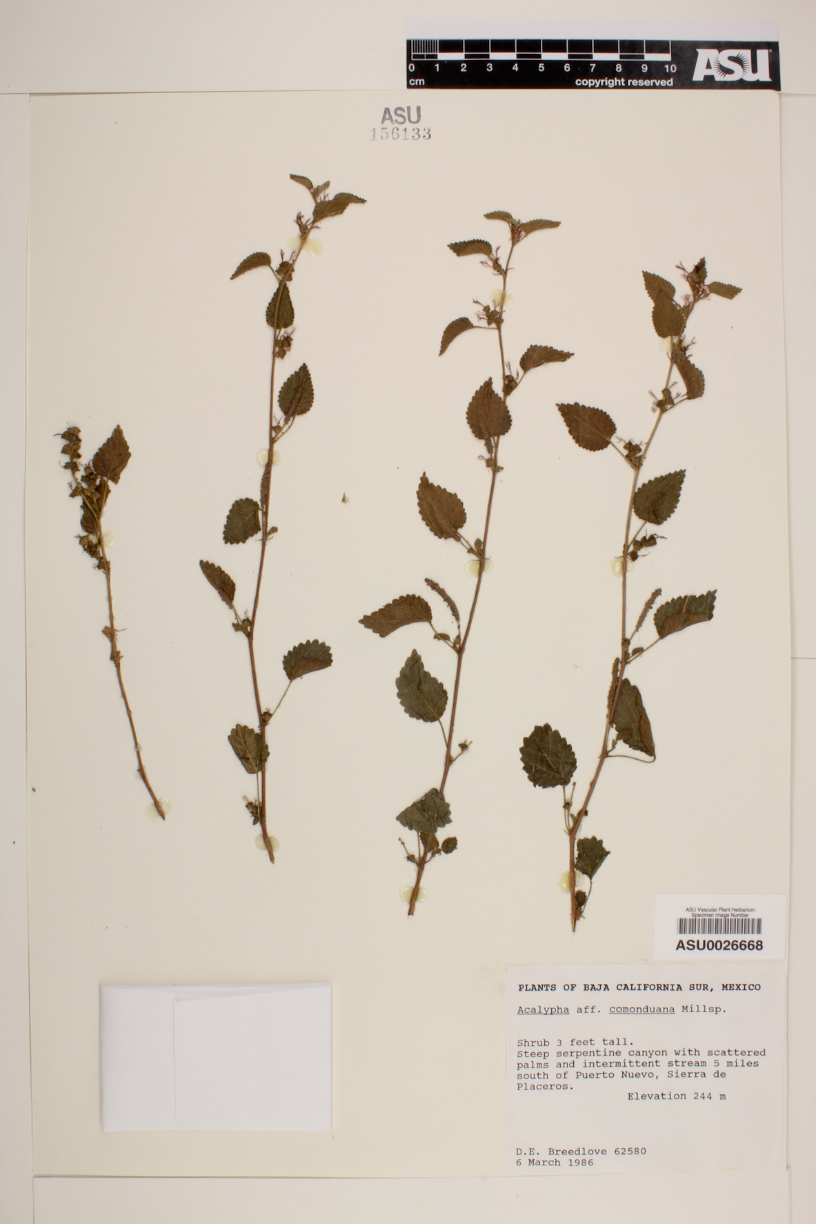 Acalypha comonduana image