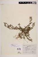 Acalypha mexicana image