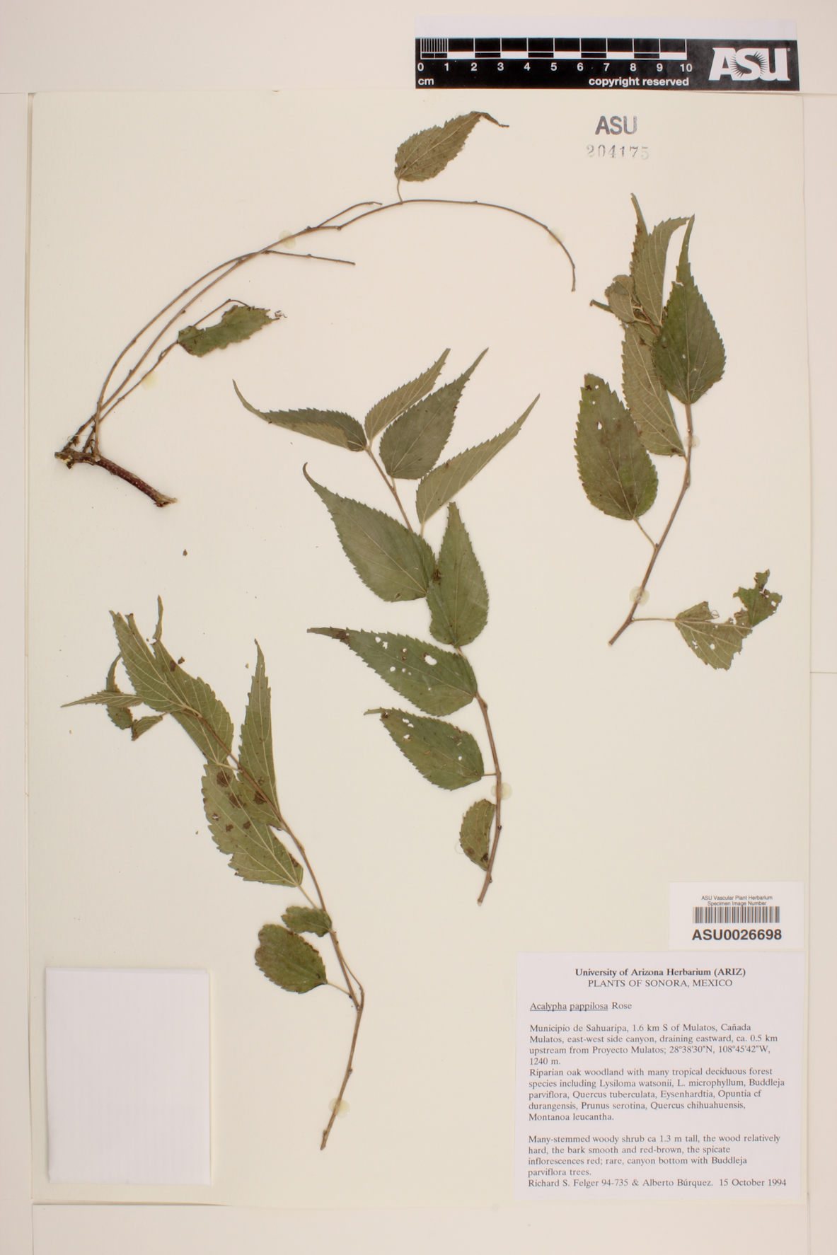 Acalypha pilosa image