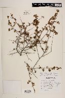 Acalypha saxicola image