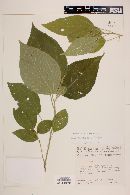 Acalypha schiedeana image