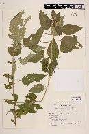 Acalypha communis image