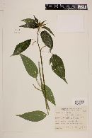 Acalypha gracilis image