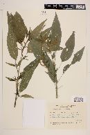 Acalypha gracilis image