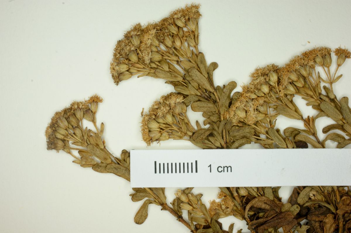 Oxylobus oaxacanus image