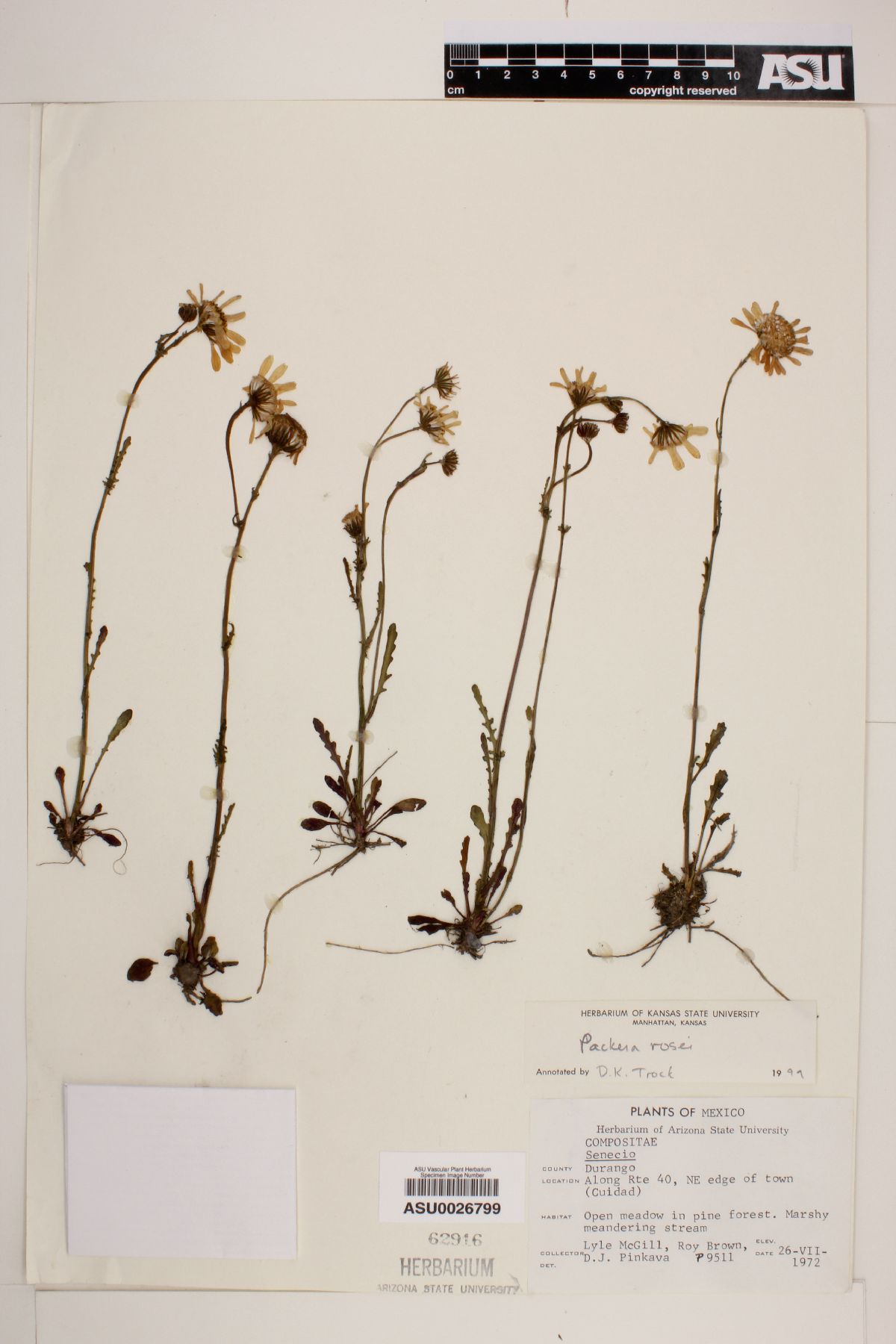 Packera rosei image