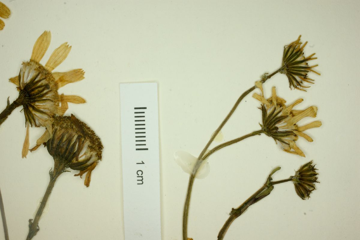 Packera rosei image