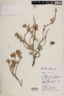 Atriplex peruviana image