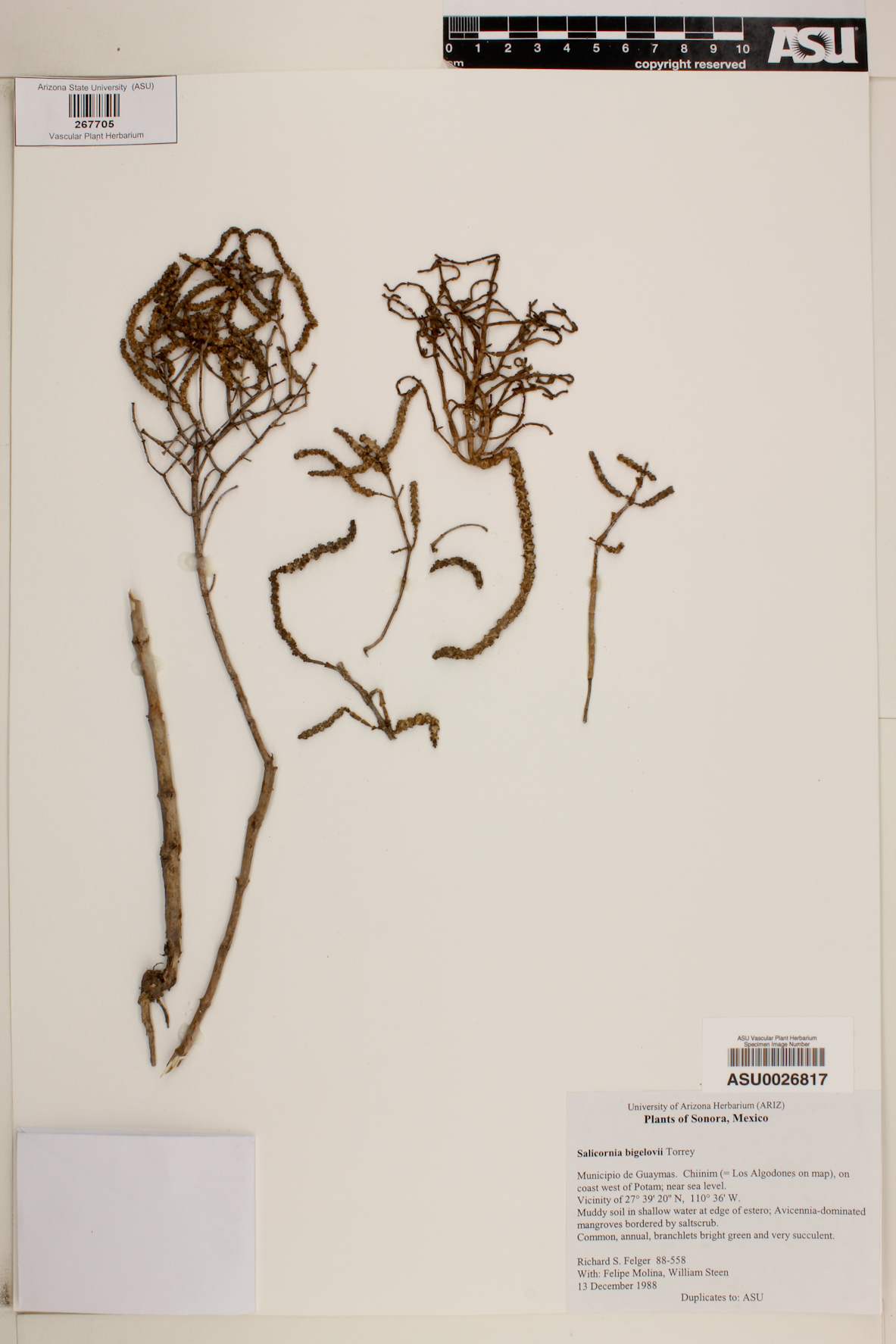 Salicornia bigelovii image