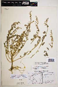 Chenopodium parryi image