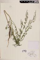 Chenopodium pratericola image