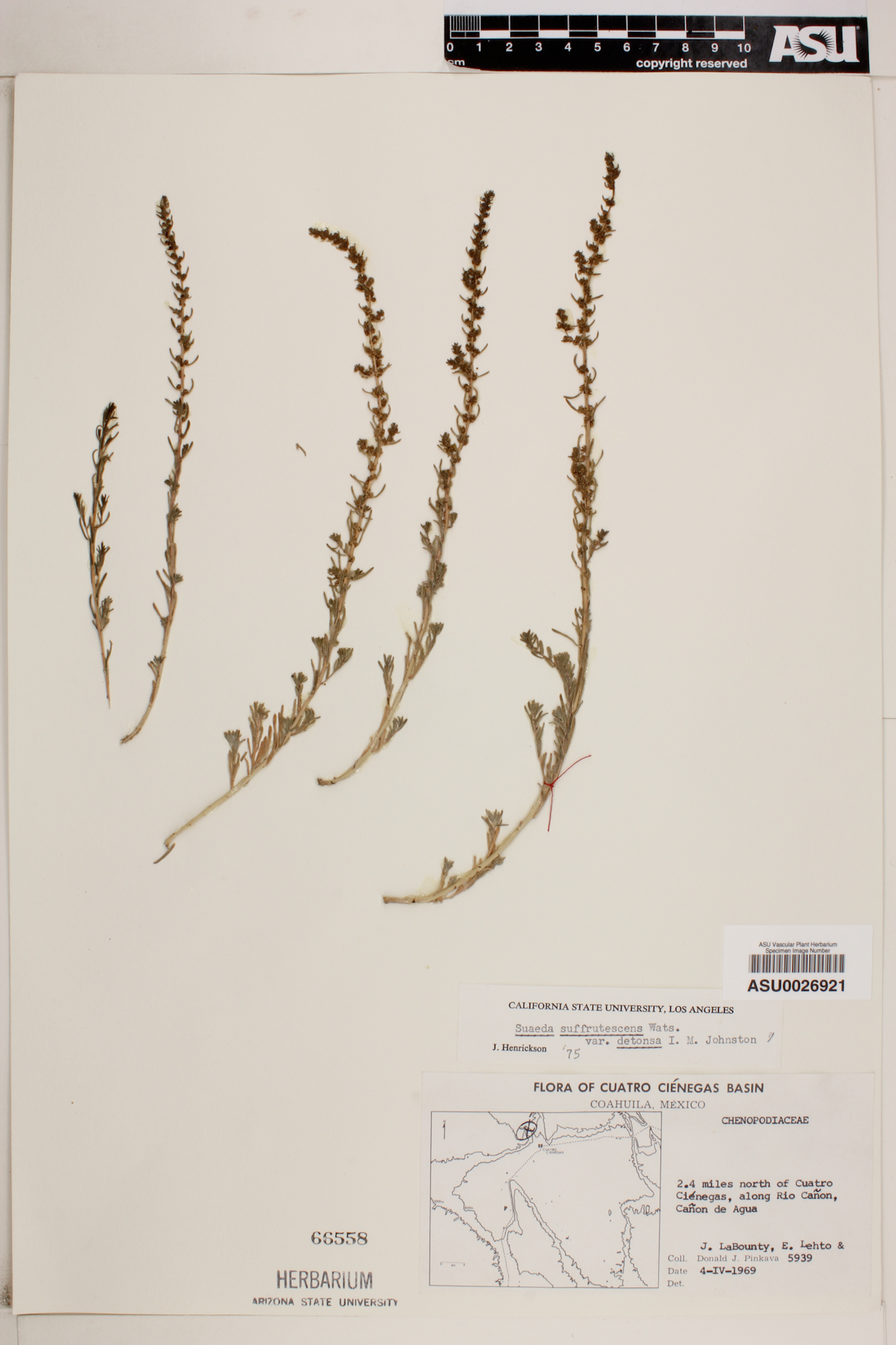 Suaeda suffrutescens image