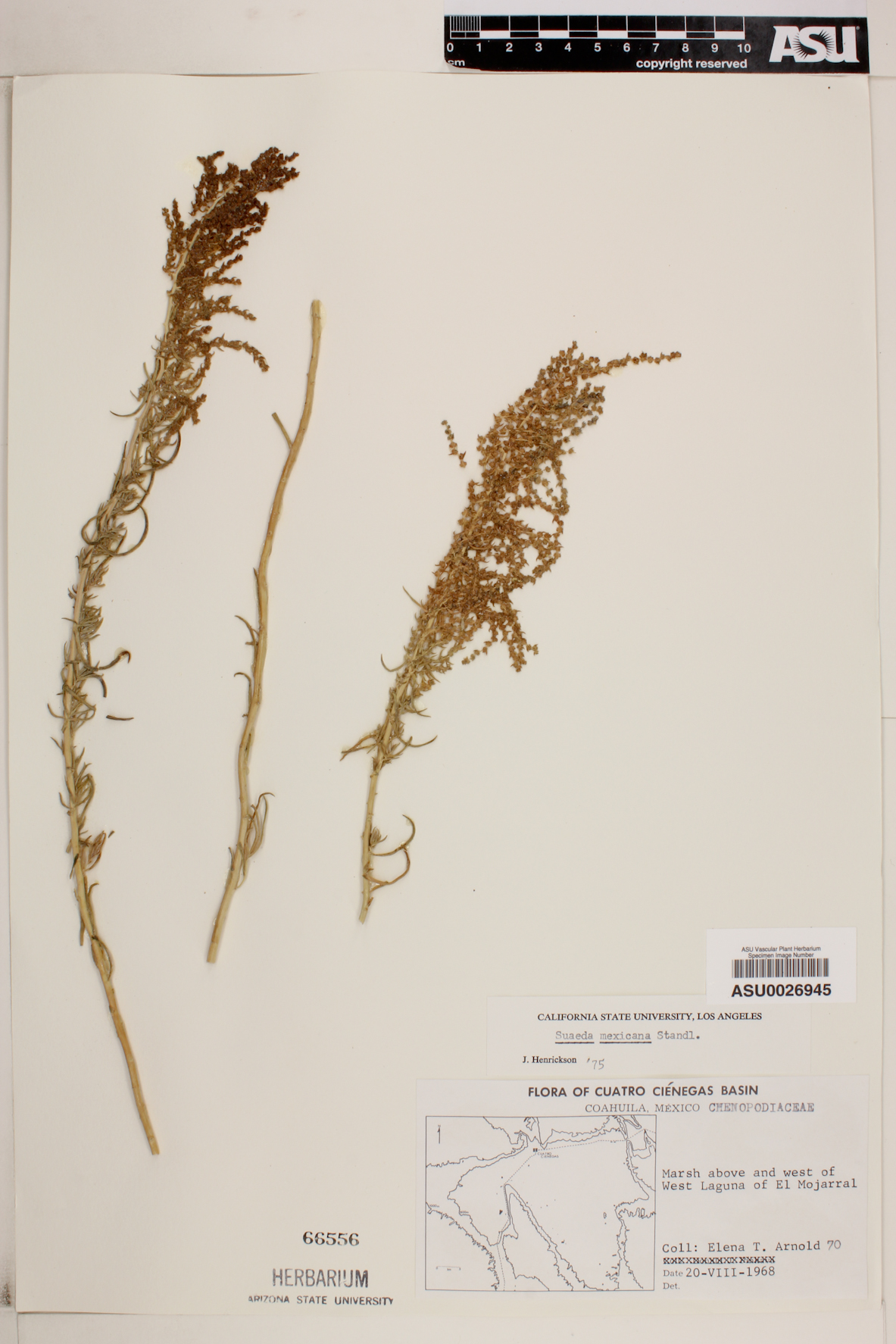 Suaeda mexicana image