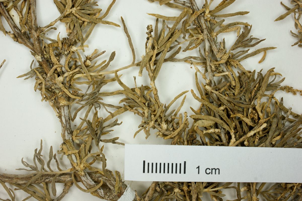 Suaeda vermiculata image