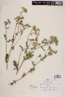 Parthenium confertum image