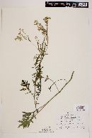 Parthenium confertum image