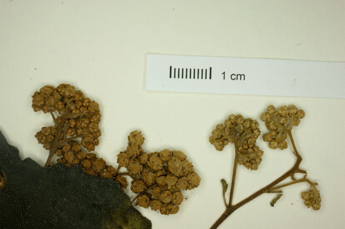 Parthenium fruticosum image