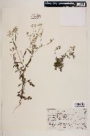 Parthenium hysterophorus image