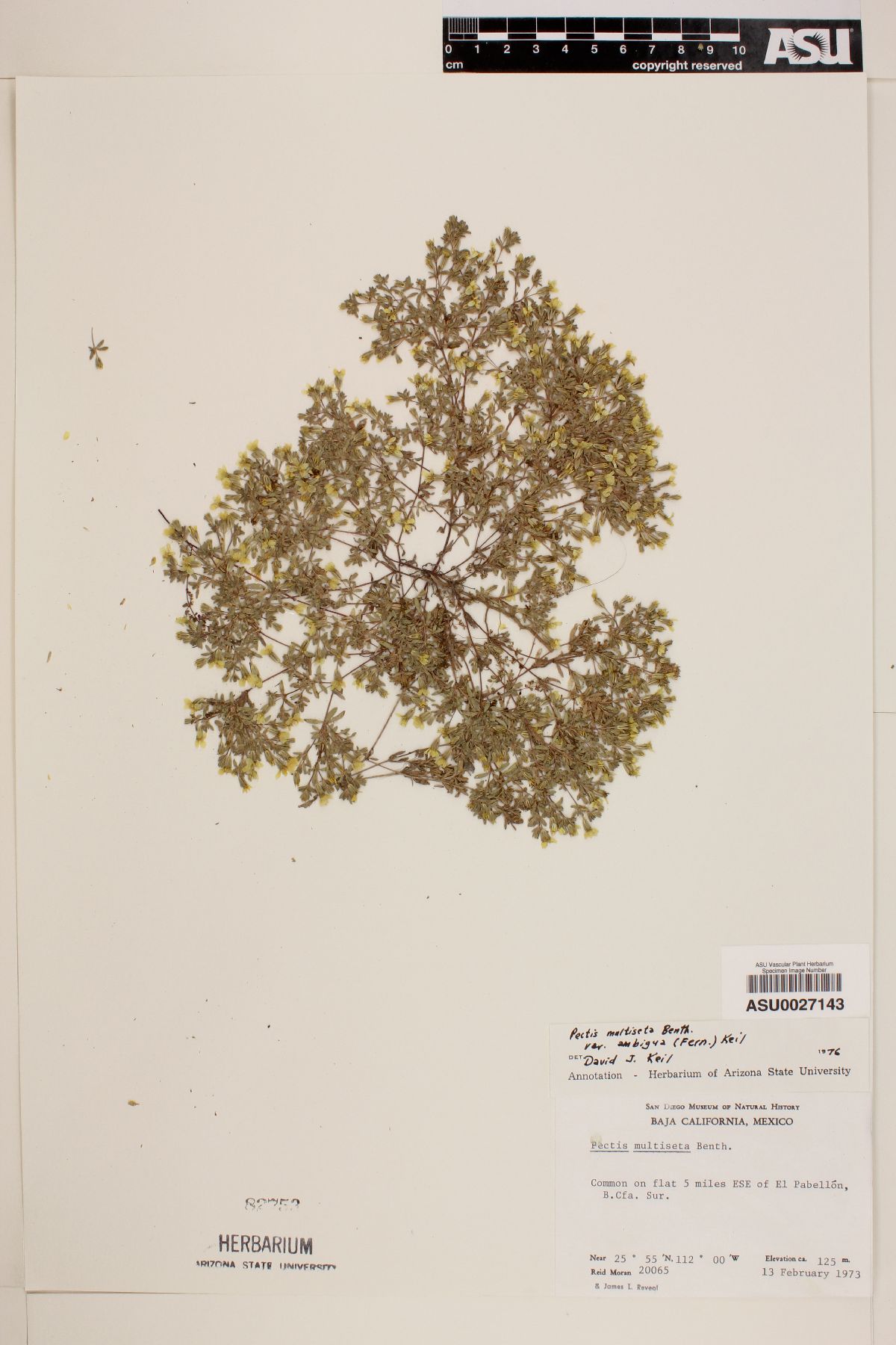 Pectis multiseta var. ambigua image