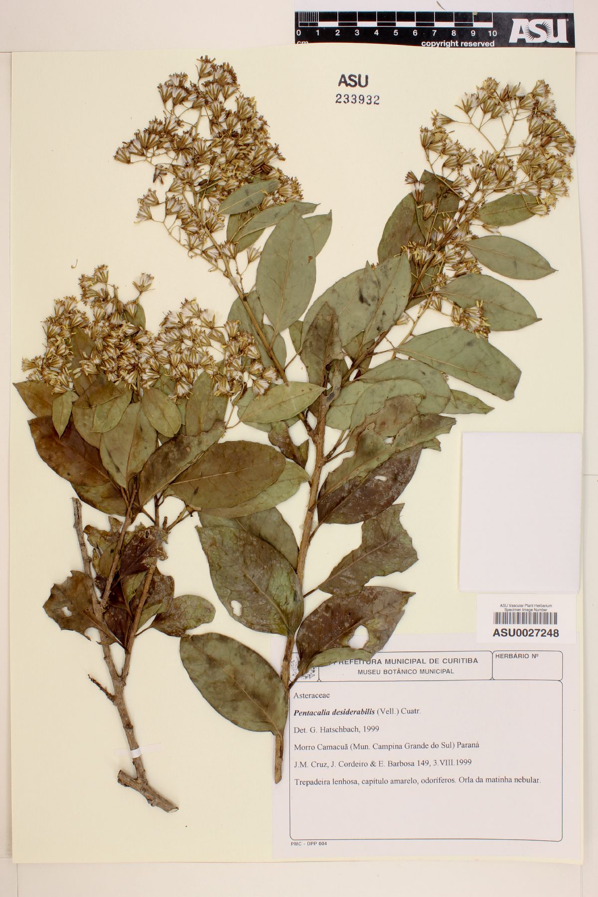 Pentacalia desiderabilis image