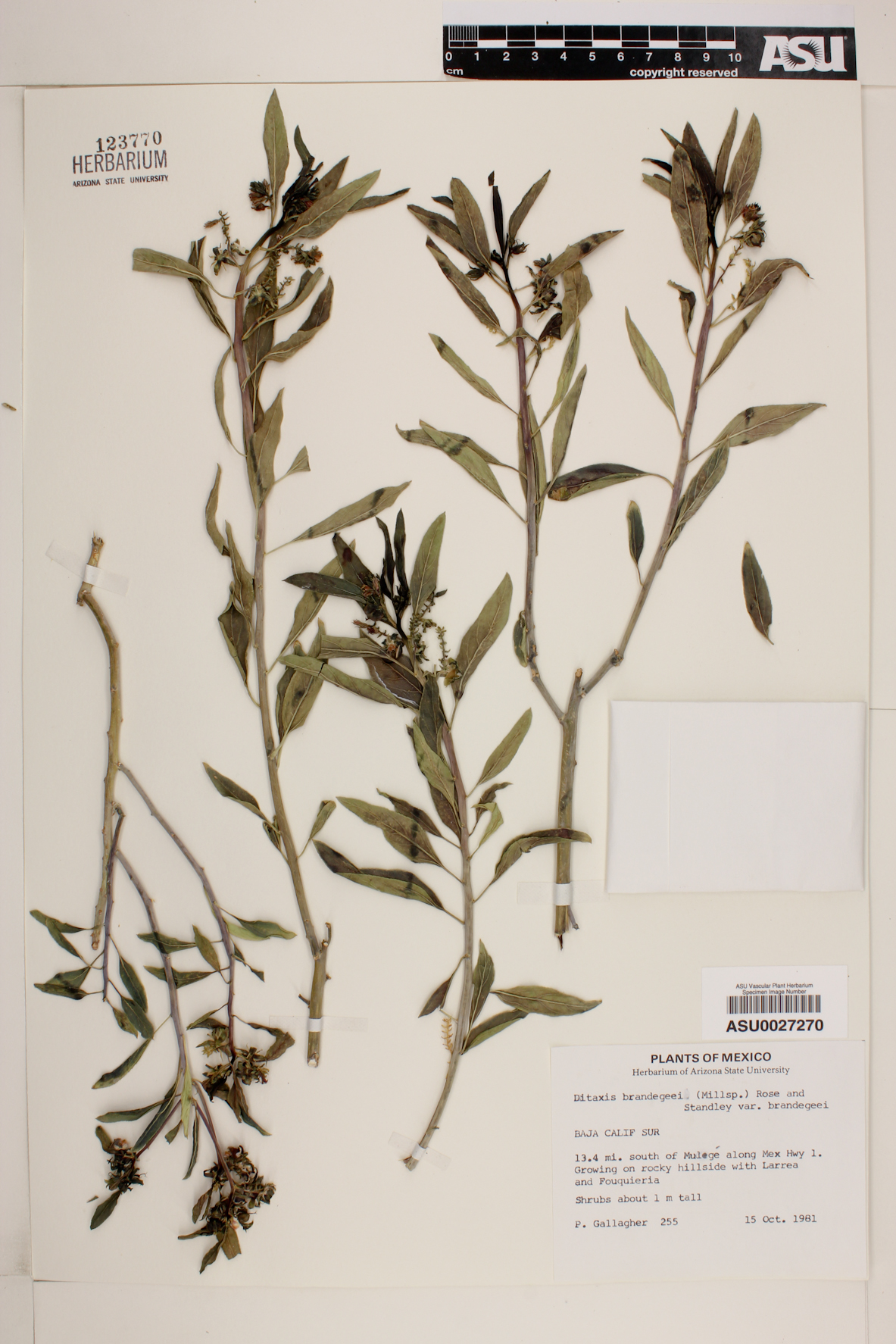 Ditaxis brandegeei var. brandegeei image