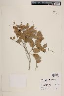 Chaetocarpus globosus image