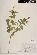 Croton adspersus image