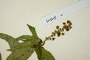 Croton adspersus image