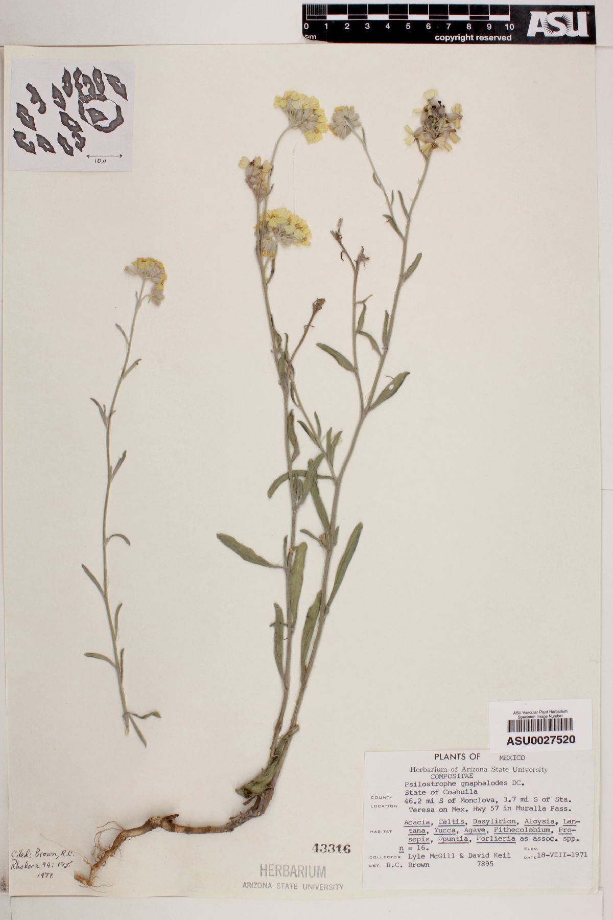 Psilostrophe gnaphalodes image