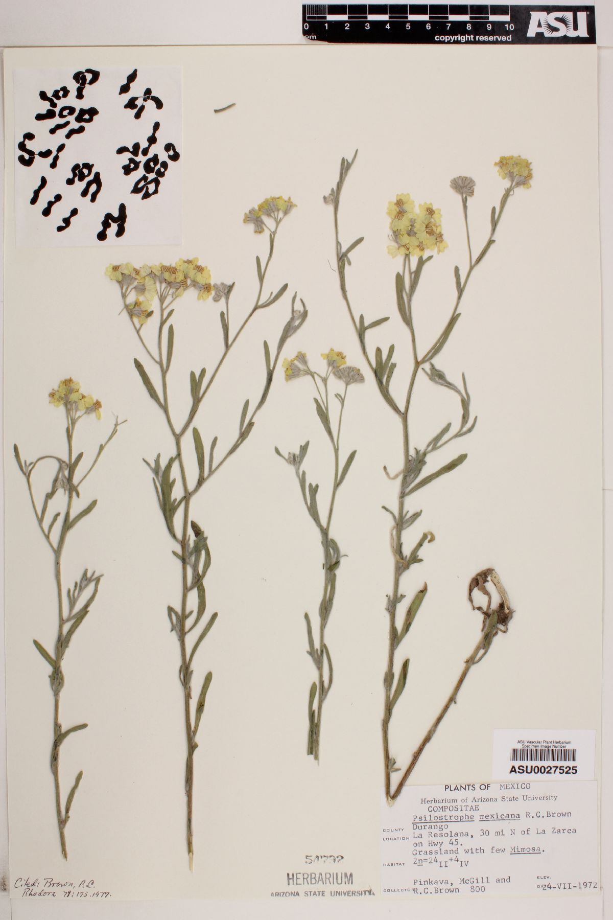 Psilostrophe mexicana image