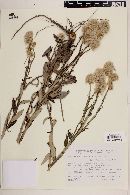 Pterocaulon alopecuroidies image