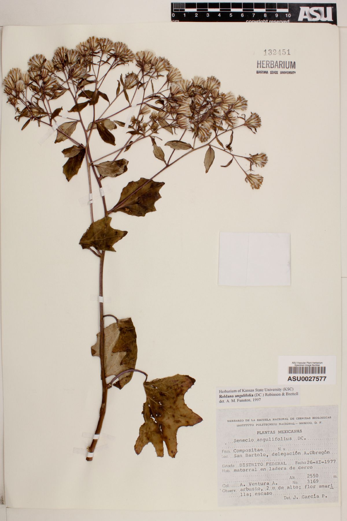 Roldana angulifolia image