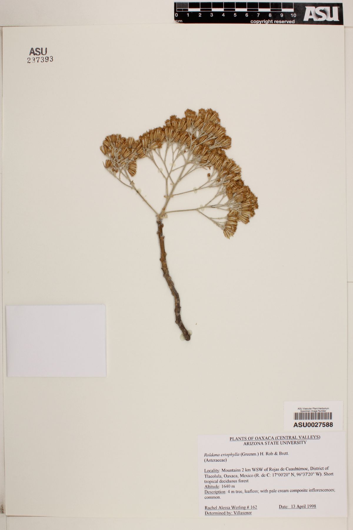 Roldana eriophylla image