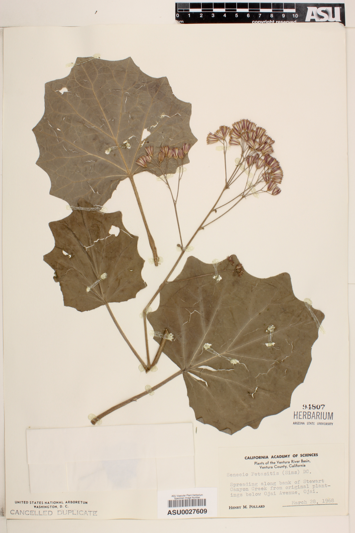 Senecio petasitis image