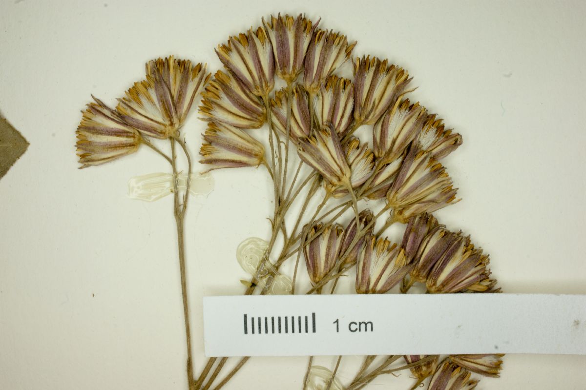 Senecio petasitis image