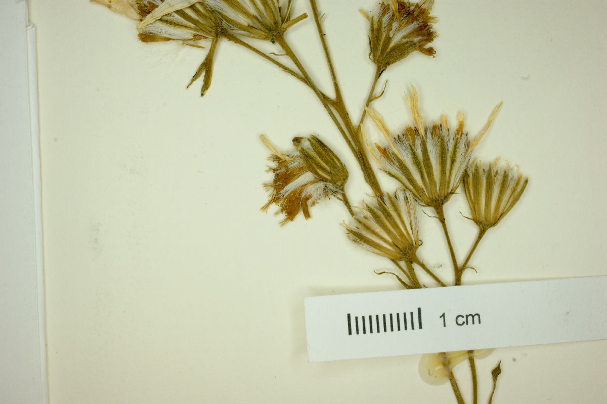 Roldana platanifolia image