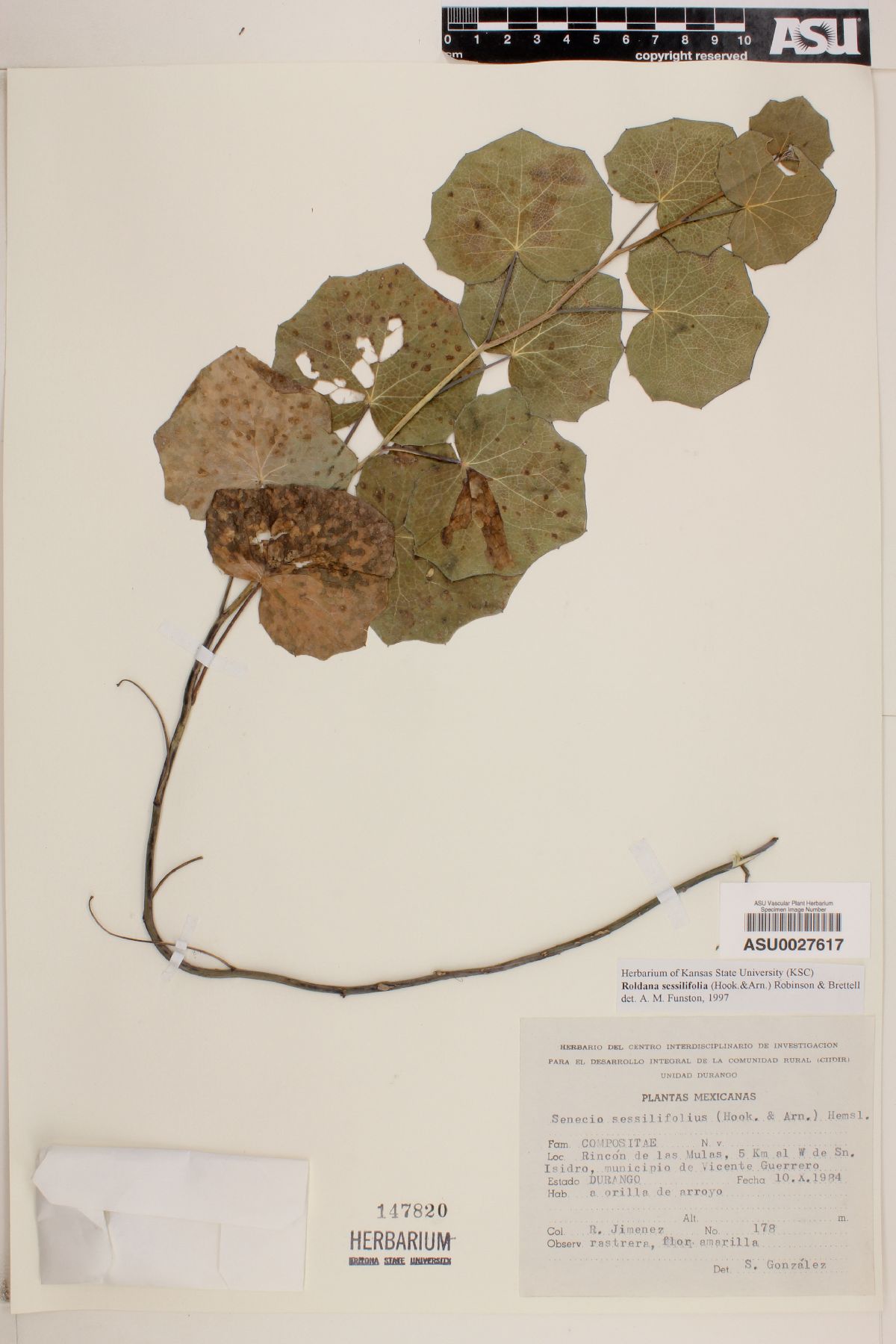 Roldana sessilifolia image