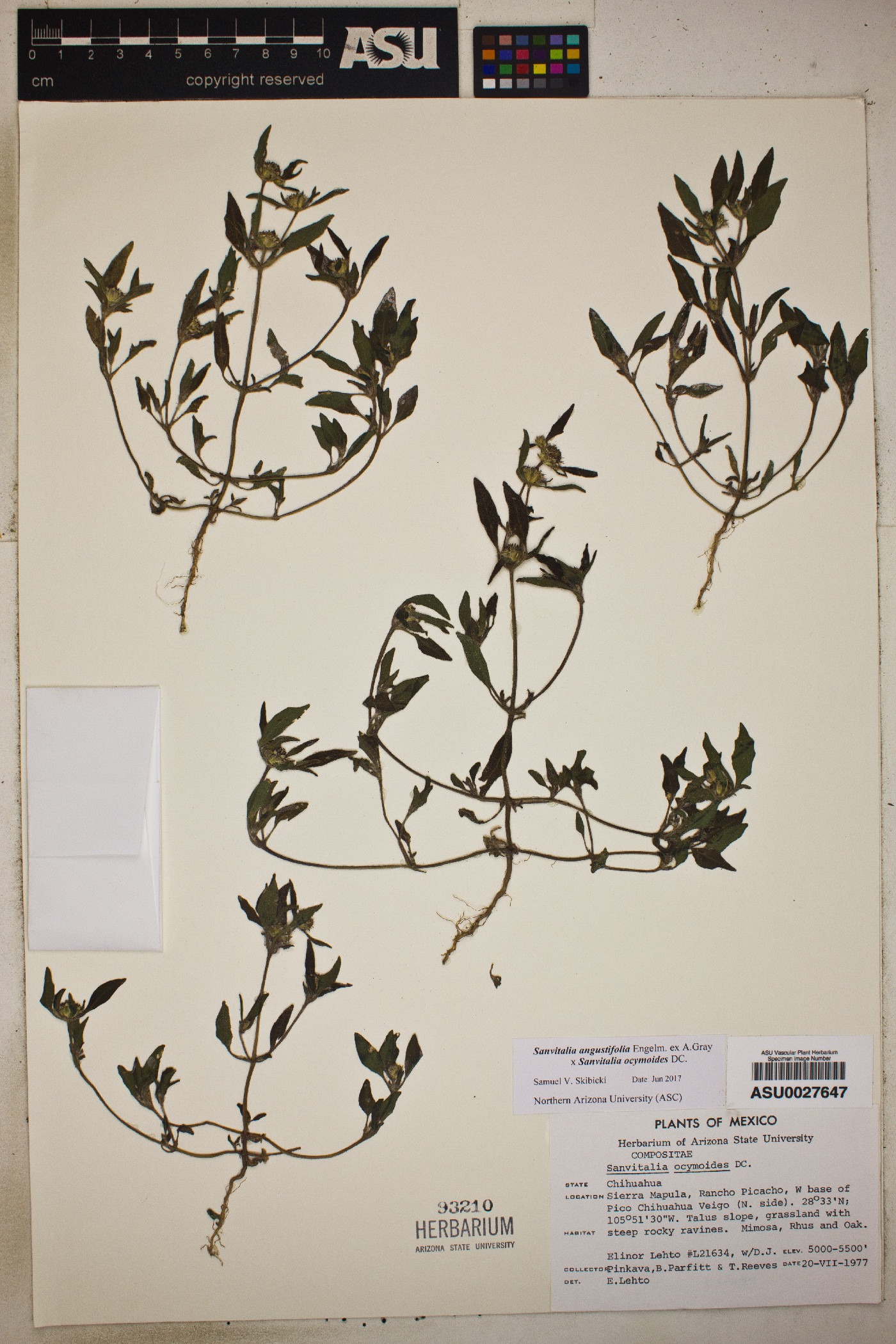 Sanvitalia angustifolia x S. ocymoides image