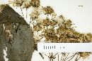 Schistocarpha pedicellata image